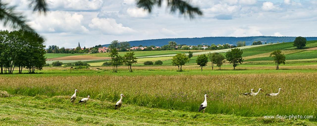 Gite L'Amarante Betschdorf Екстер'єр фото